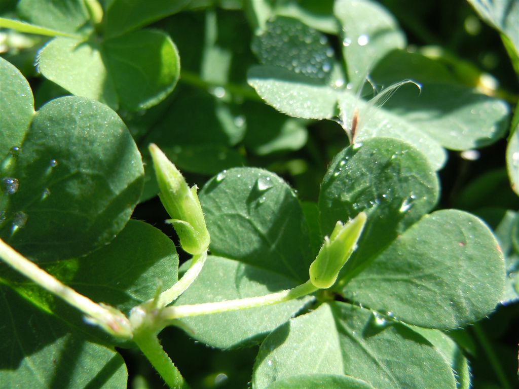 Oxalis corniculata